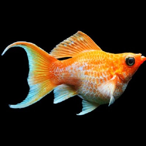 Ballonmolly sunkist round tail  M